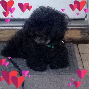 Meet your Posher, Lori